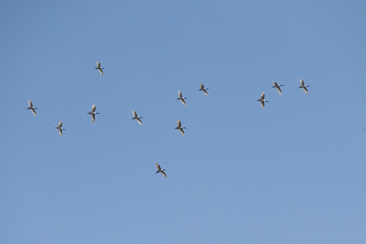 Ibis Oriental - ML646284049