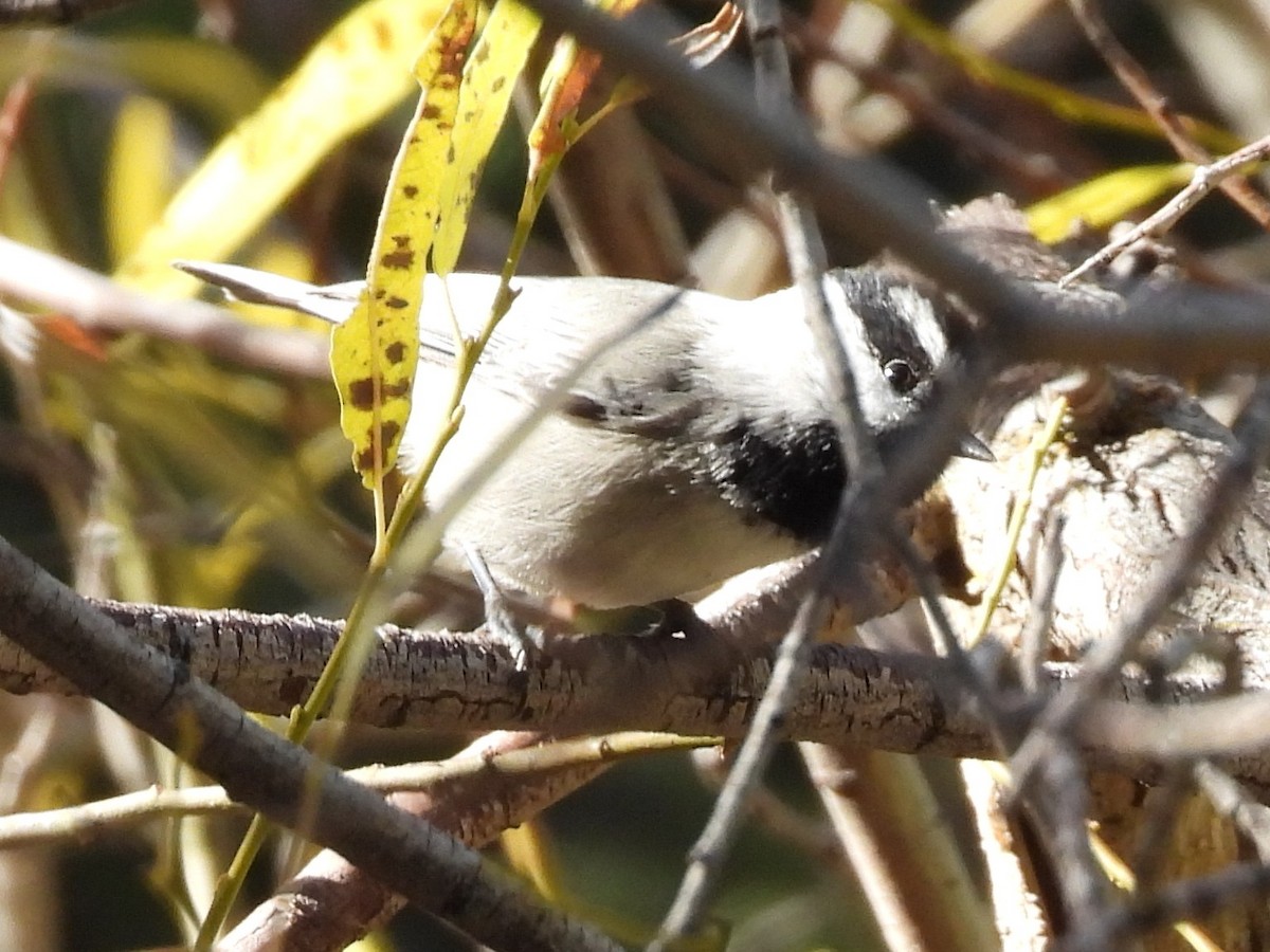 Carbonero Montañés - ML646284050