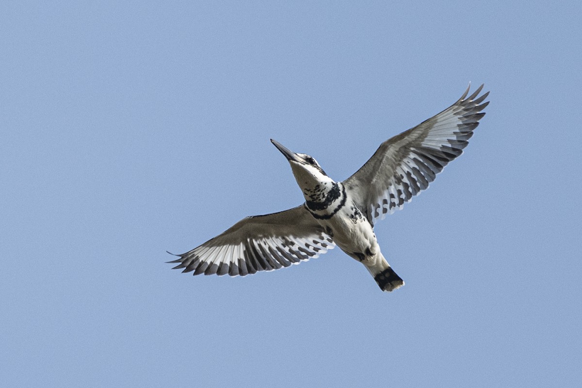 Martín Pescador Pío - ML646284051