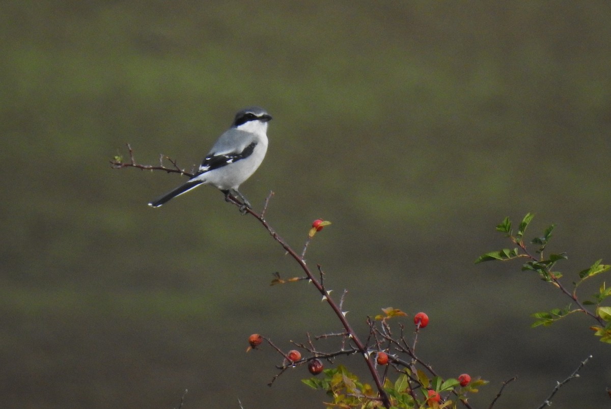Alcaudón Real - ML646284052