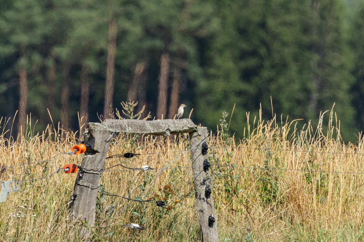 Alcaudón Dorsirrojo - ML646284053