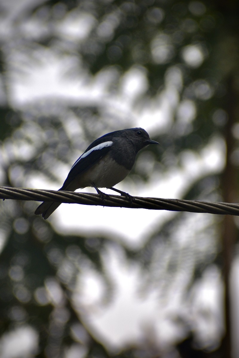 Shama Oriental - ML646284054