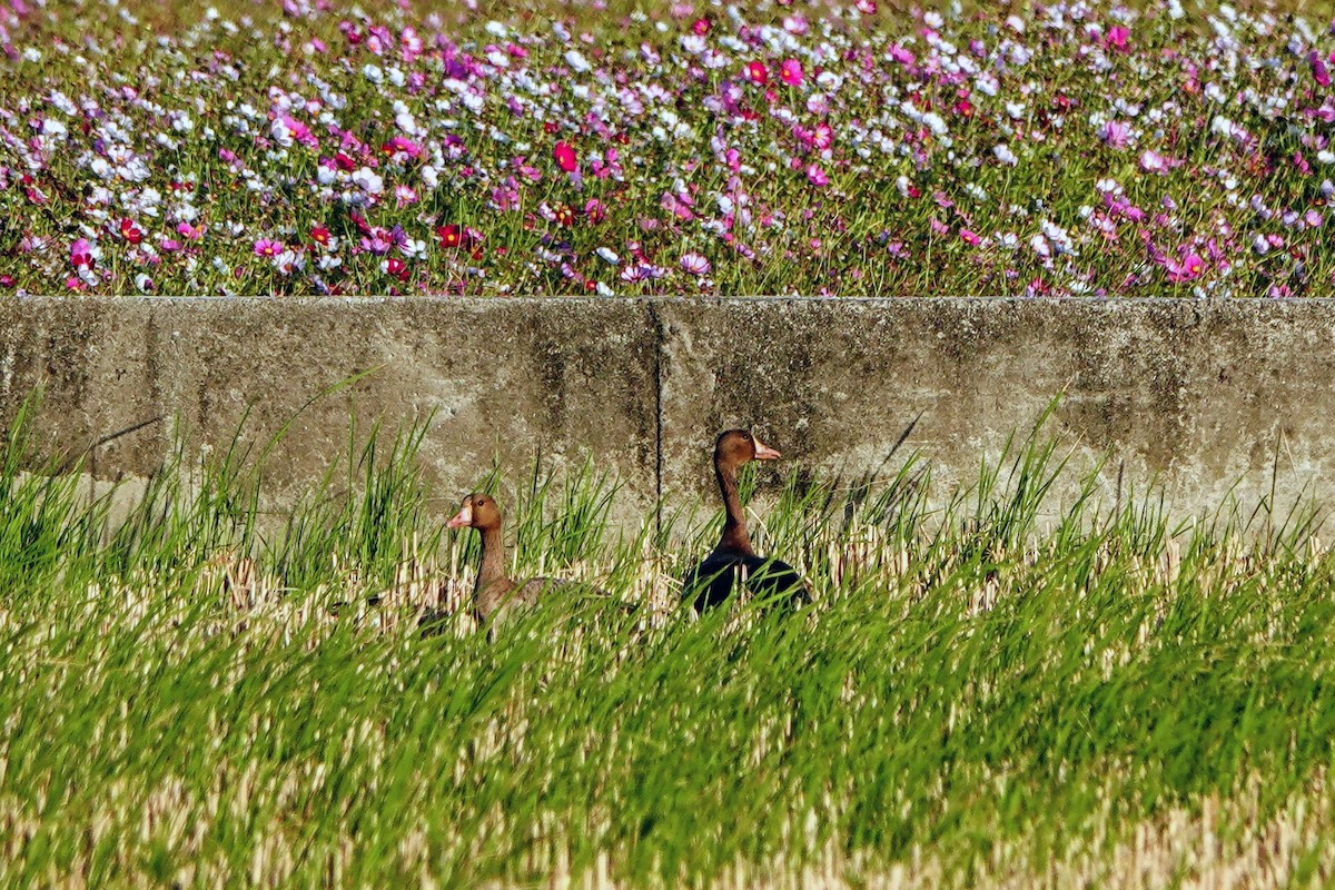 Ánsar Careto - ML646284056