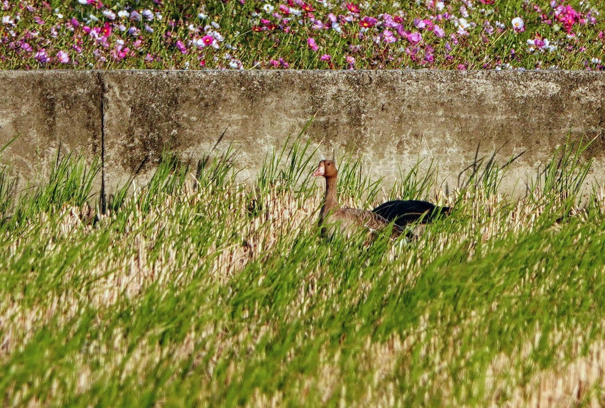 Ánsar Careto - ML646284057