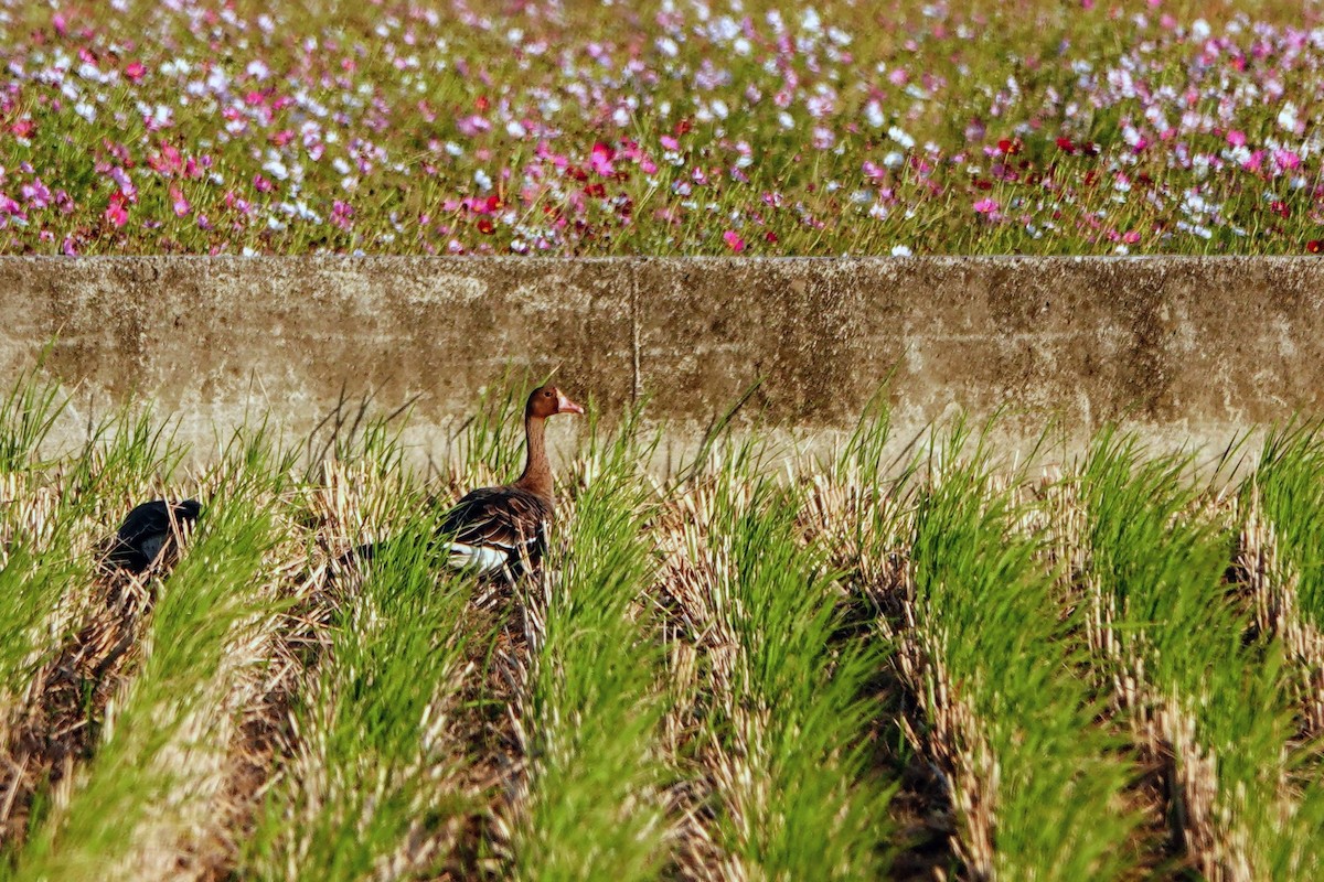 Ánsar Careto - ML646284058