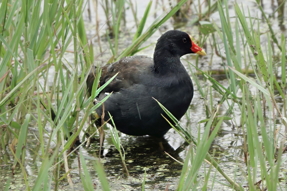 Gallineta Común - ML646284059