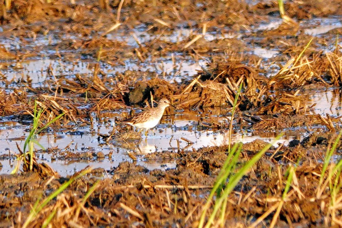 Correlimos Dedilargo - ML646284060