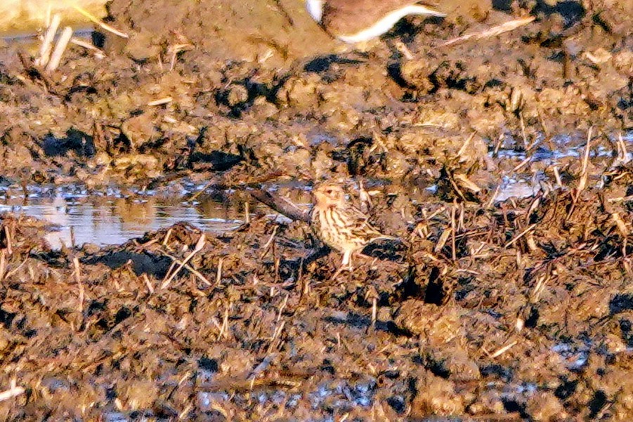 Bisbita Gorjirrojo - ML646284062