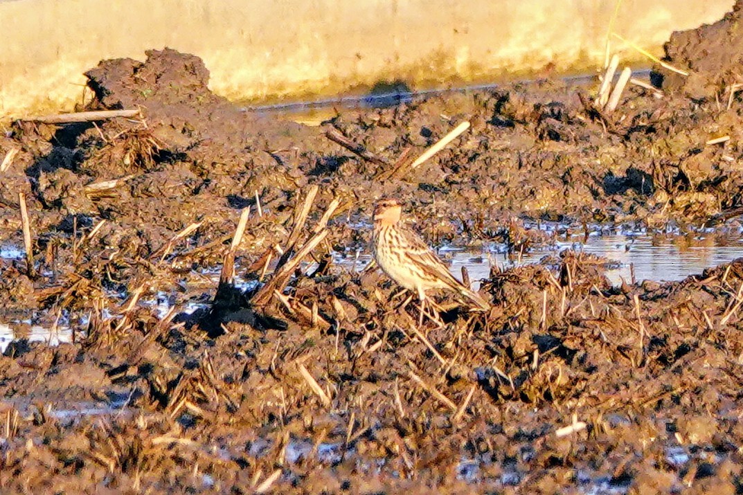 Bisbita Gorjirrojo - ML646284063