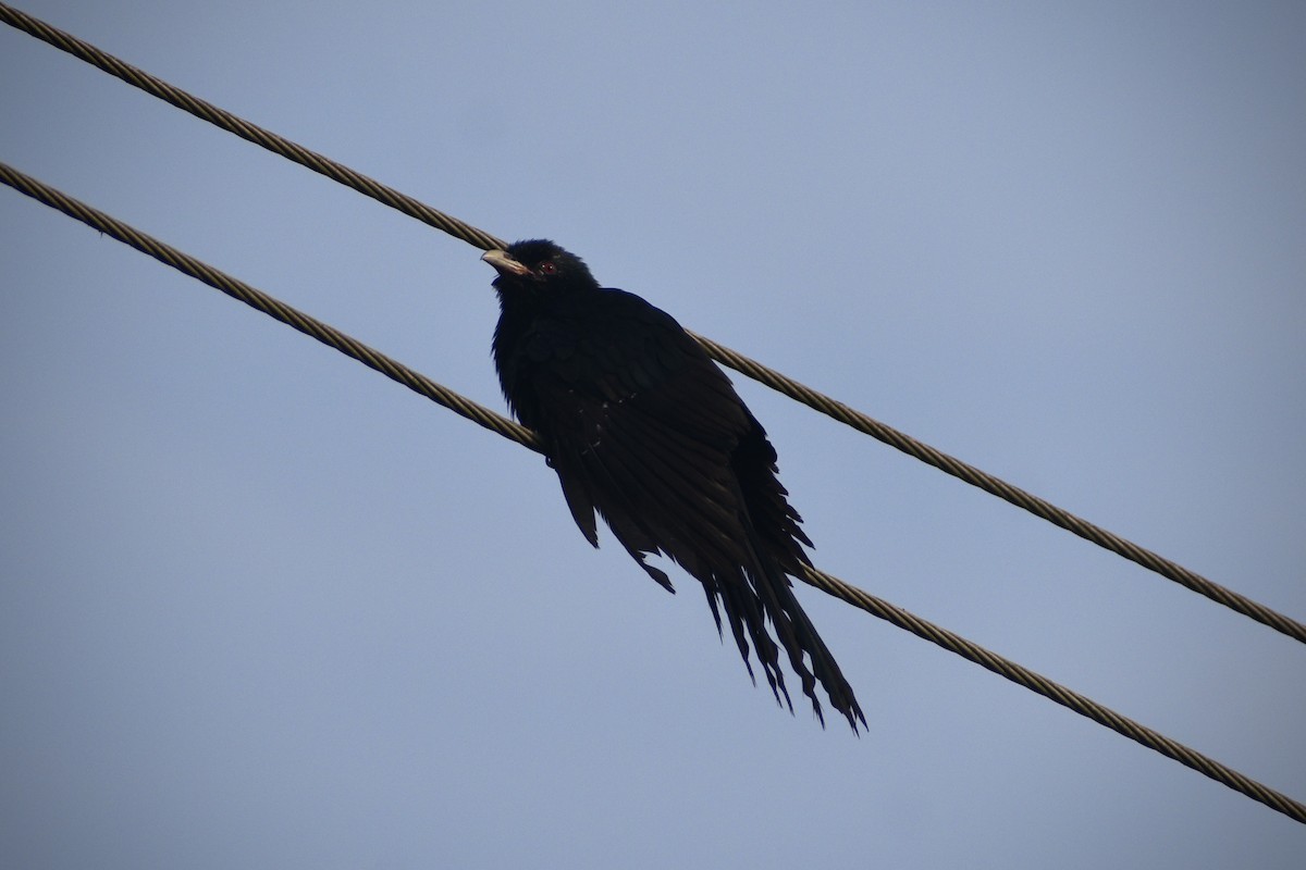 Asian Koel - ML646284064