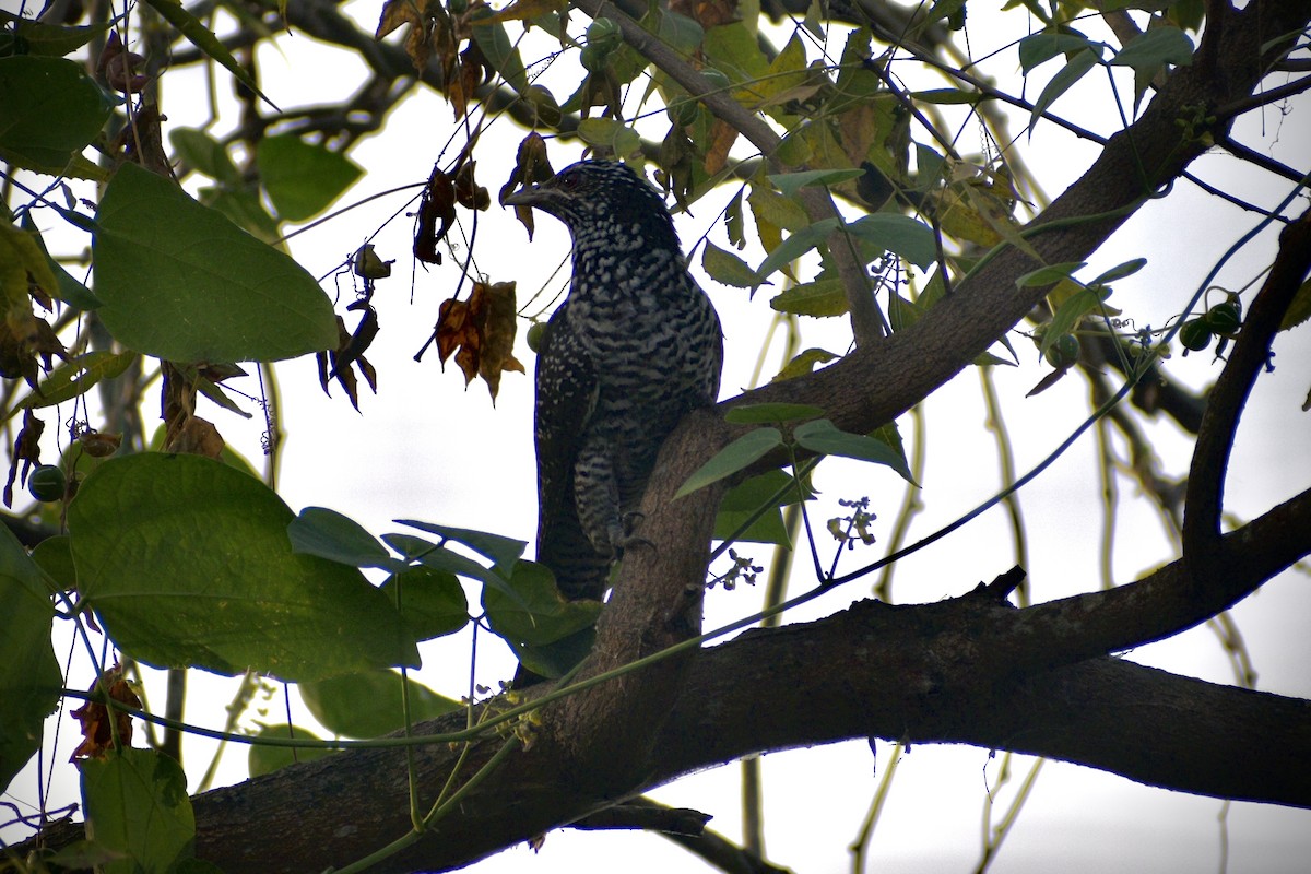 Asian Koel - ML646284065