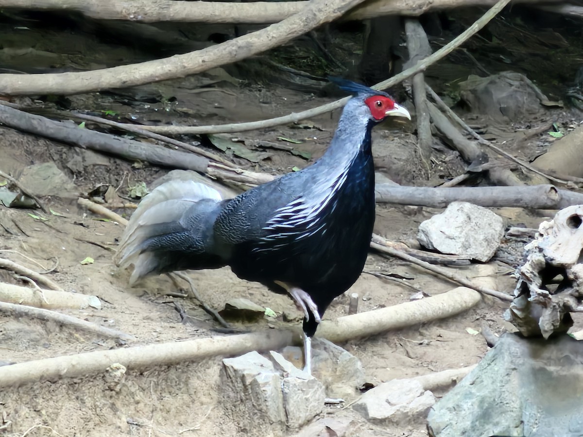 Kalij Pheasant - ML646284066