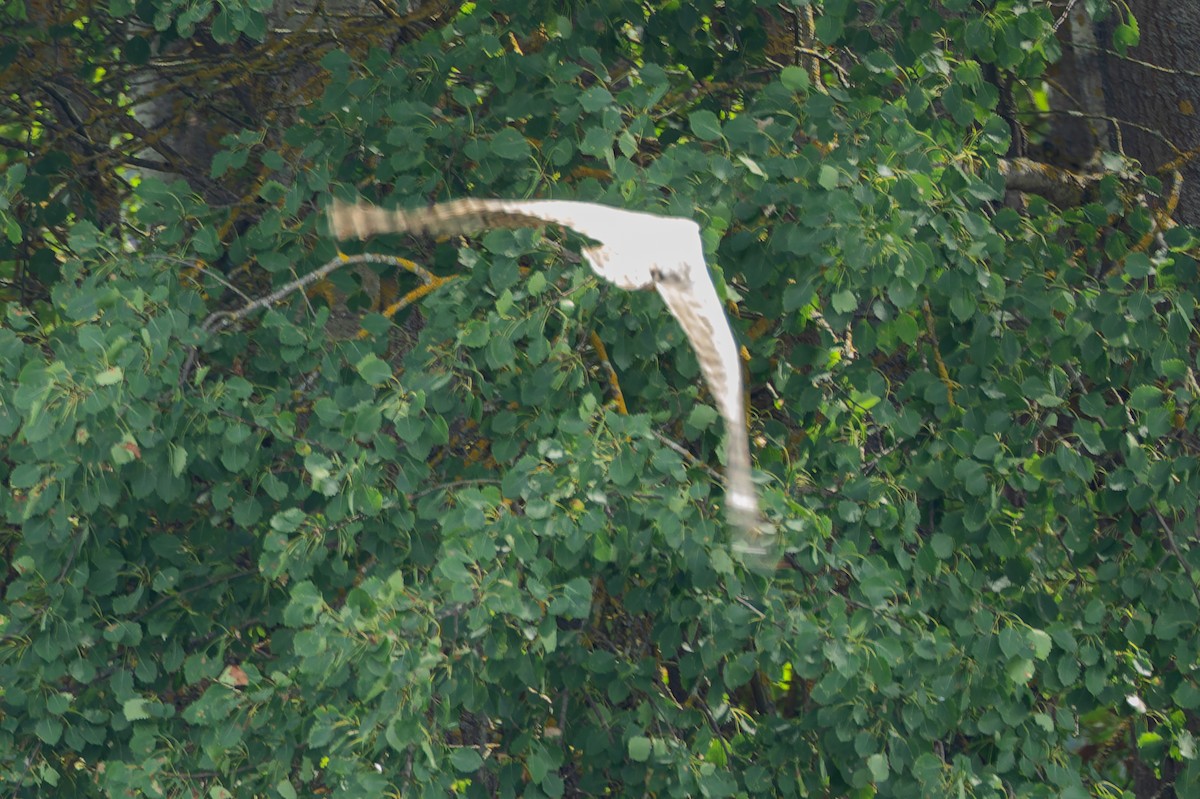 Eurasian Goshawk - ML646284069