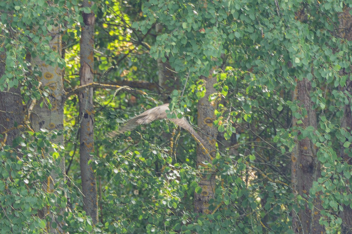 Eurasian Goshawk - ML646284070