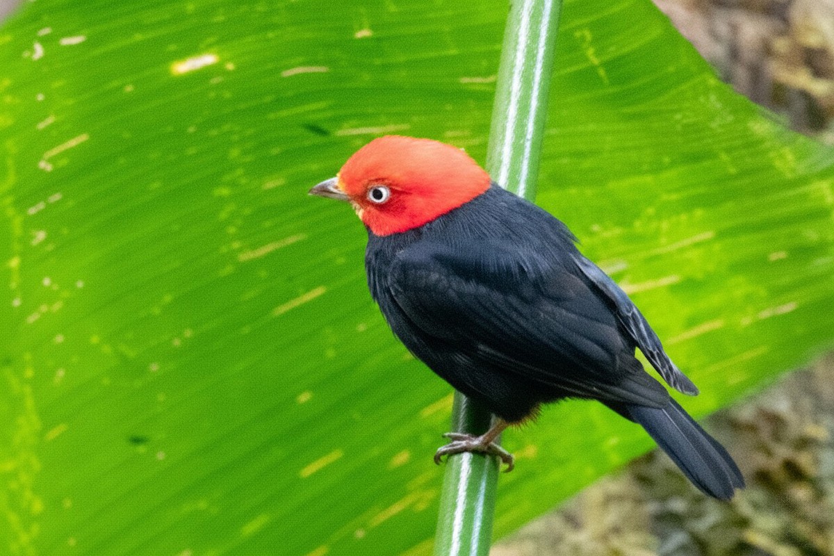 Red-capped Manakin - ML646284071
