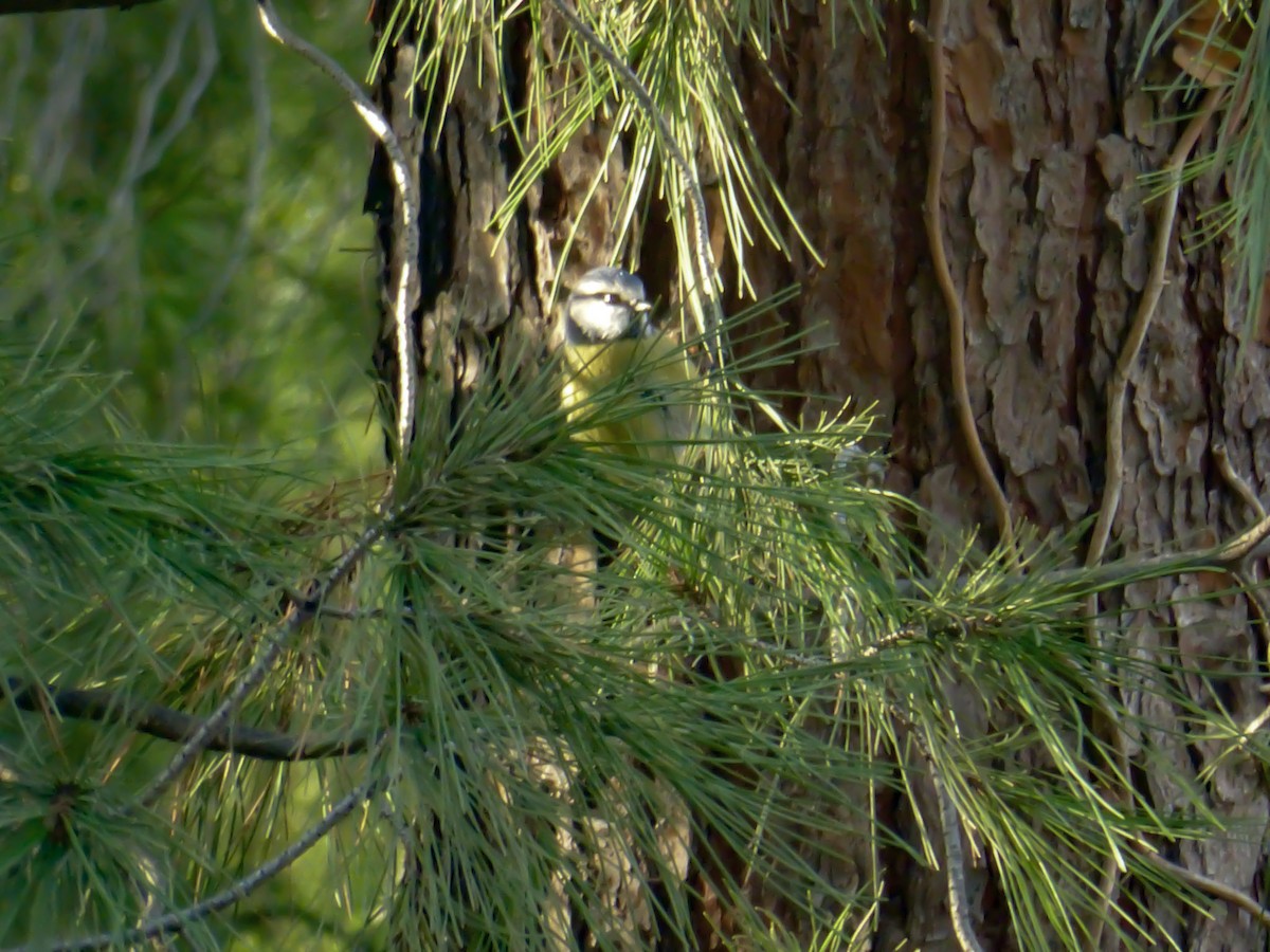 Eurasian Blue Tit - ML646284072