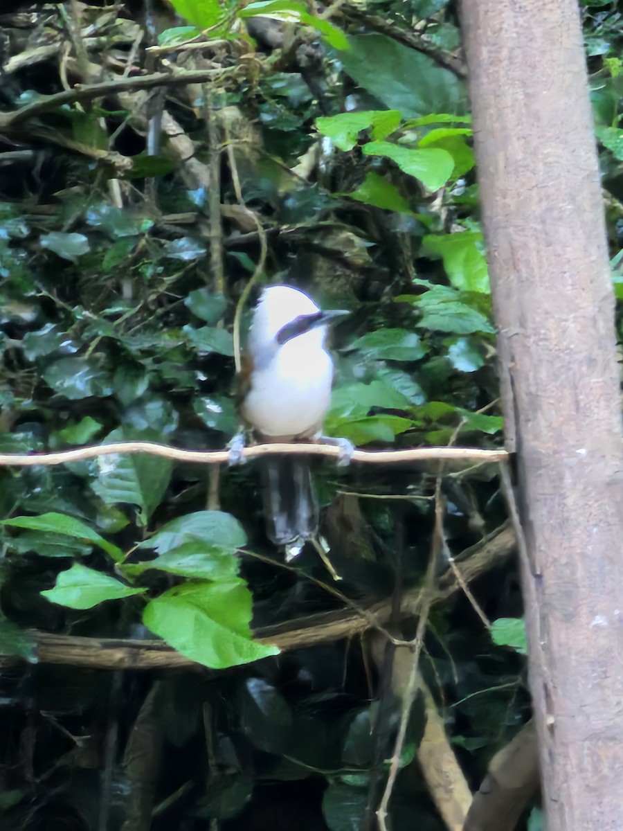 White-crested Laughingthrush - ML646284073