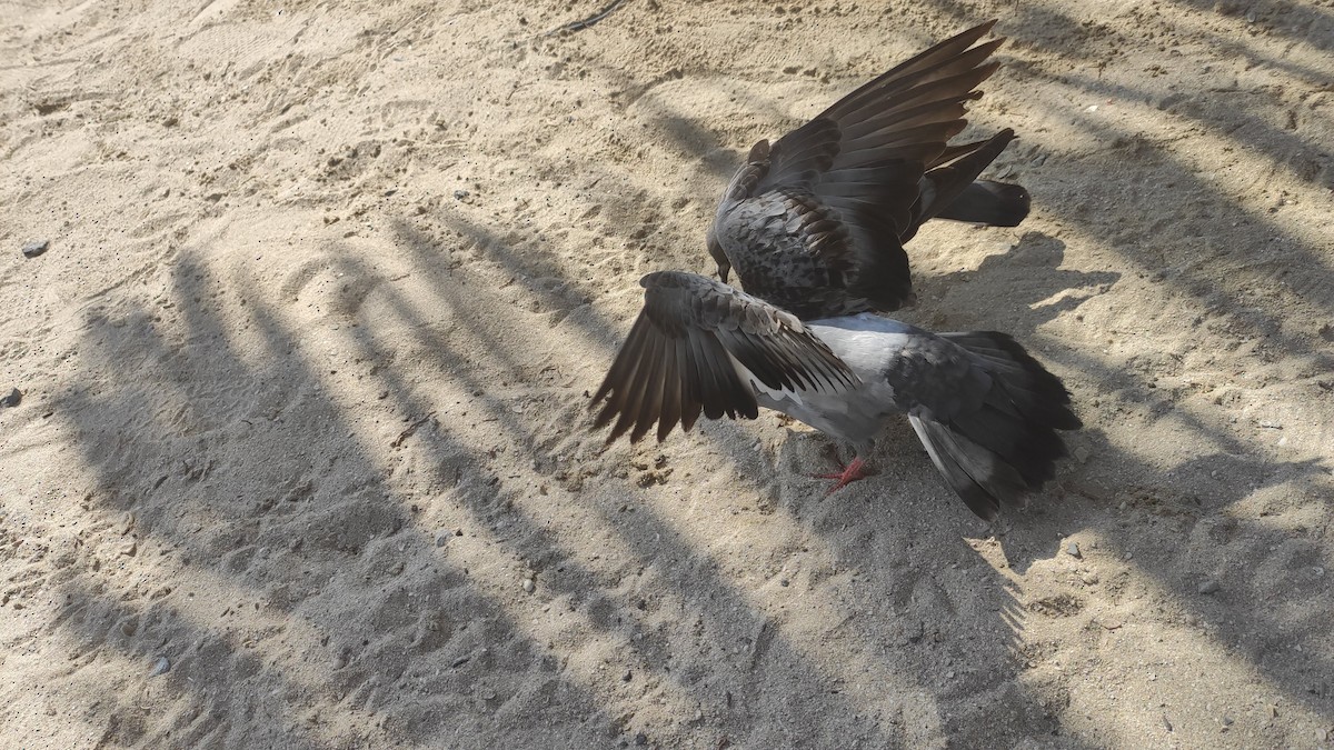 Rock Pigeon (Feral Pigeon) - ML646284074