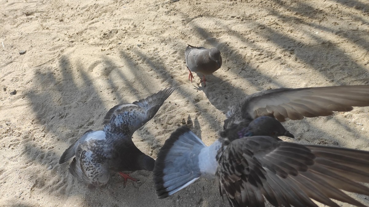 Rock Pigeon (Feral Pigeon) - ML646284075