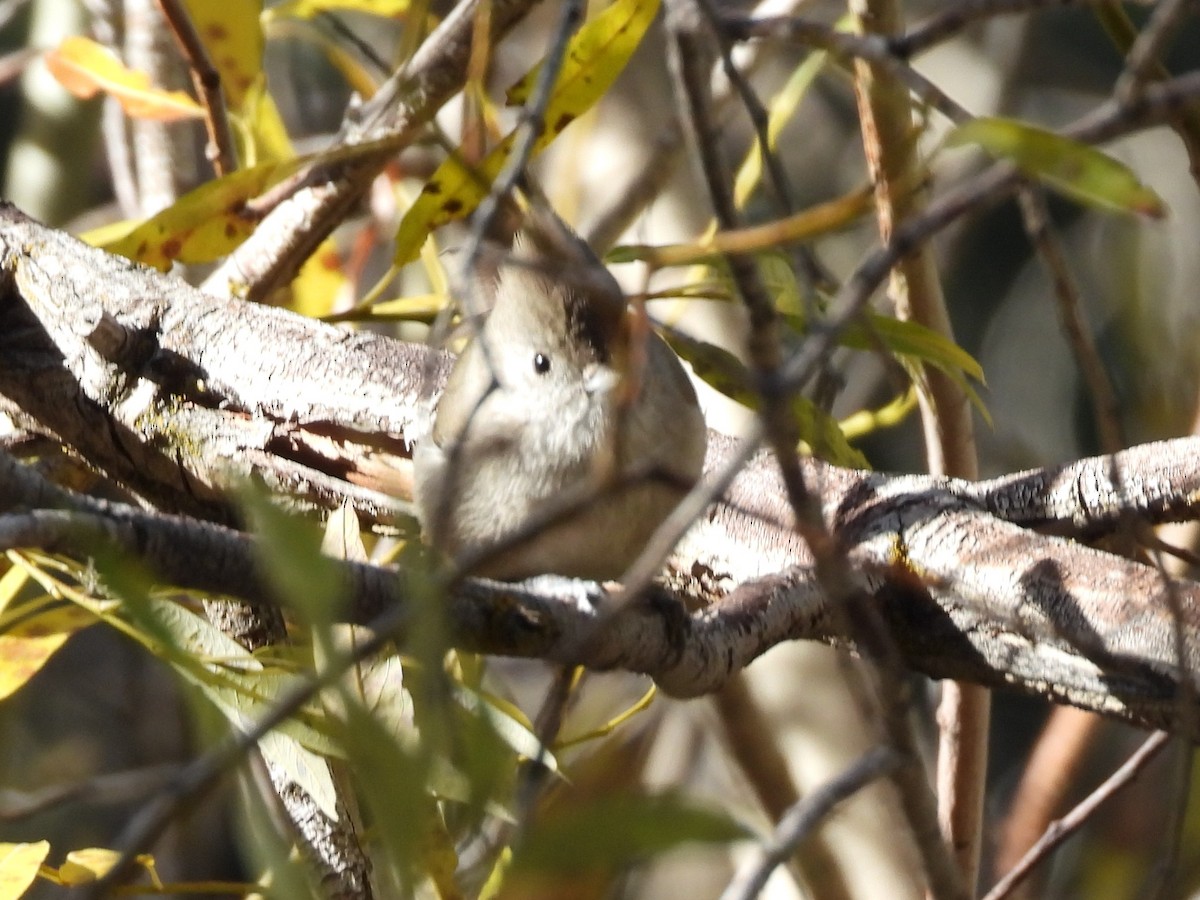 Oak Titmouse - ML646284076