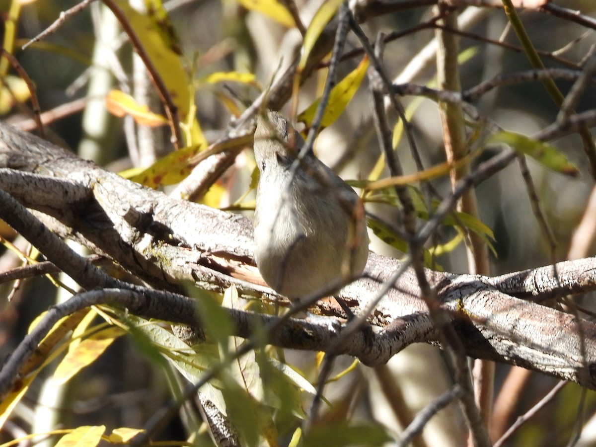Oak Titmouse - ML646284077