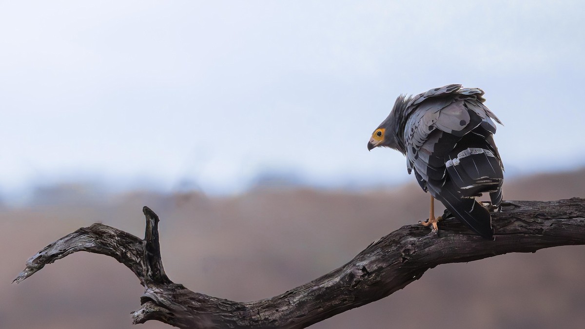 African Harrier-Hawk - ML646284079