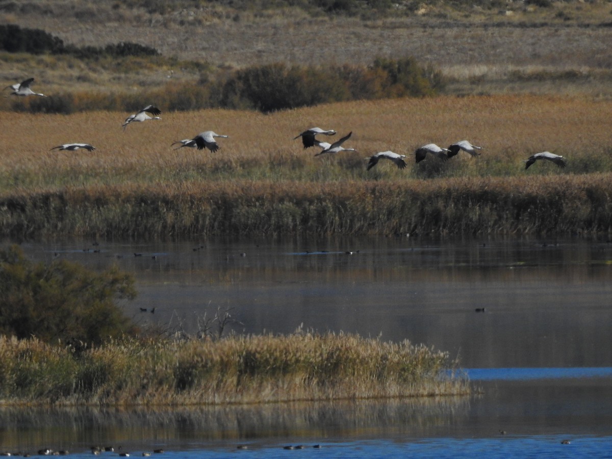 Common Crane - ML646284081