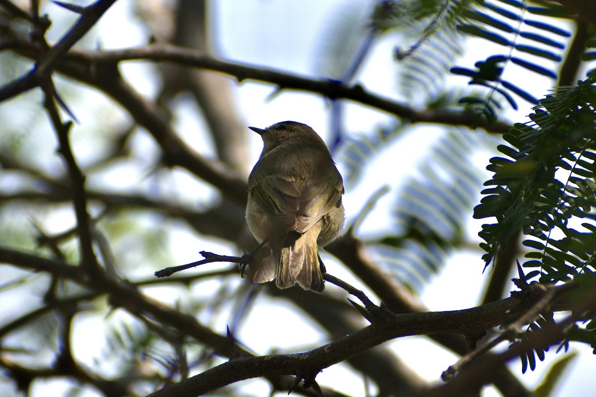 Common Chiffchaff - ML646284082