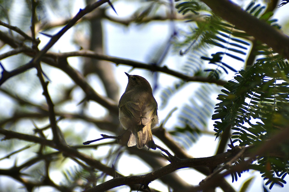 Common Chiffchaff - ML646284084