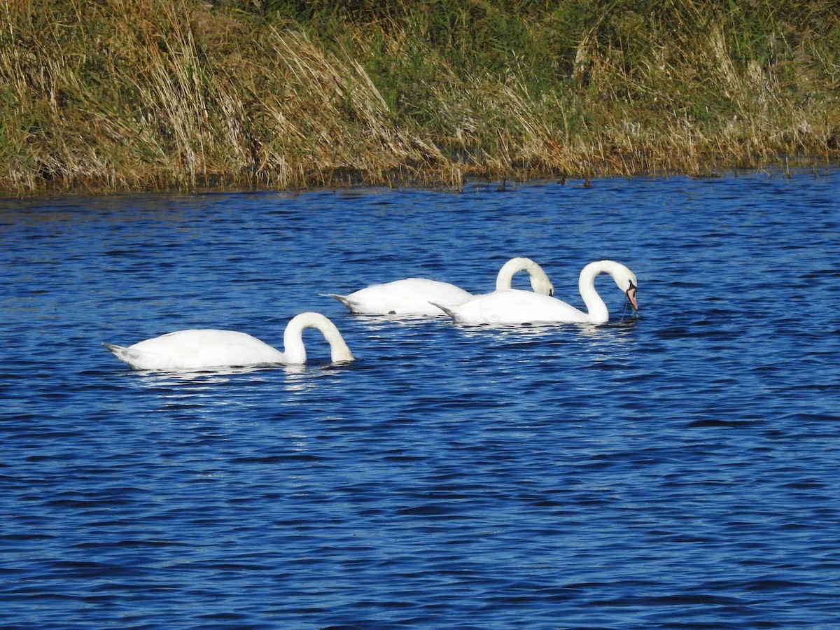 Mute Swan - ML646284085