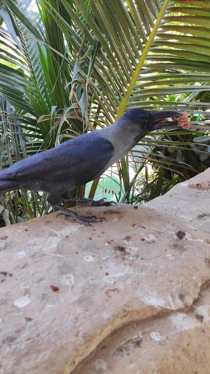 House Crow - ML646284086