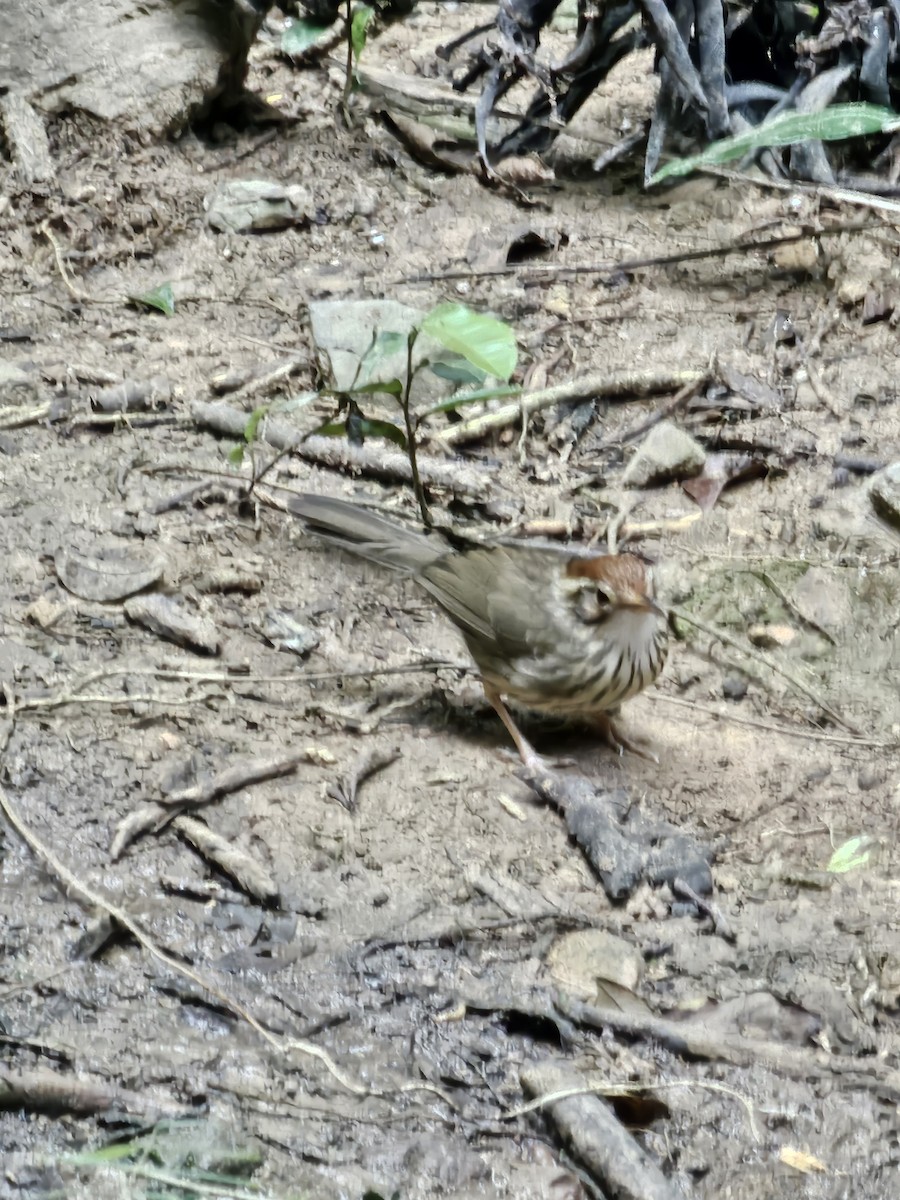 Пятнистогрудая тимелия-говорушка - ML646284087