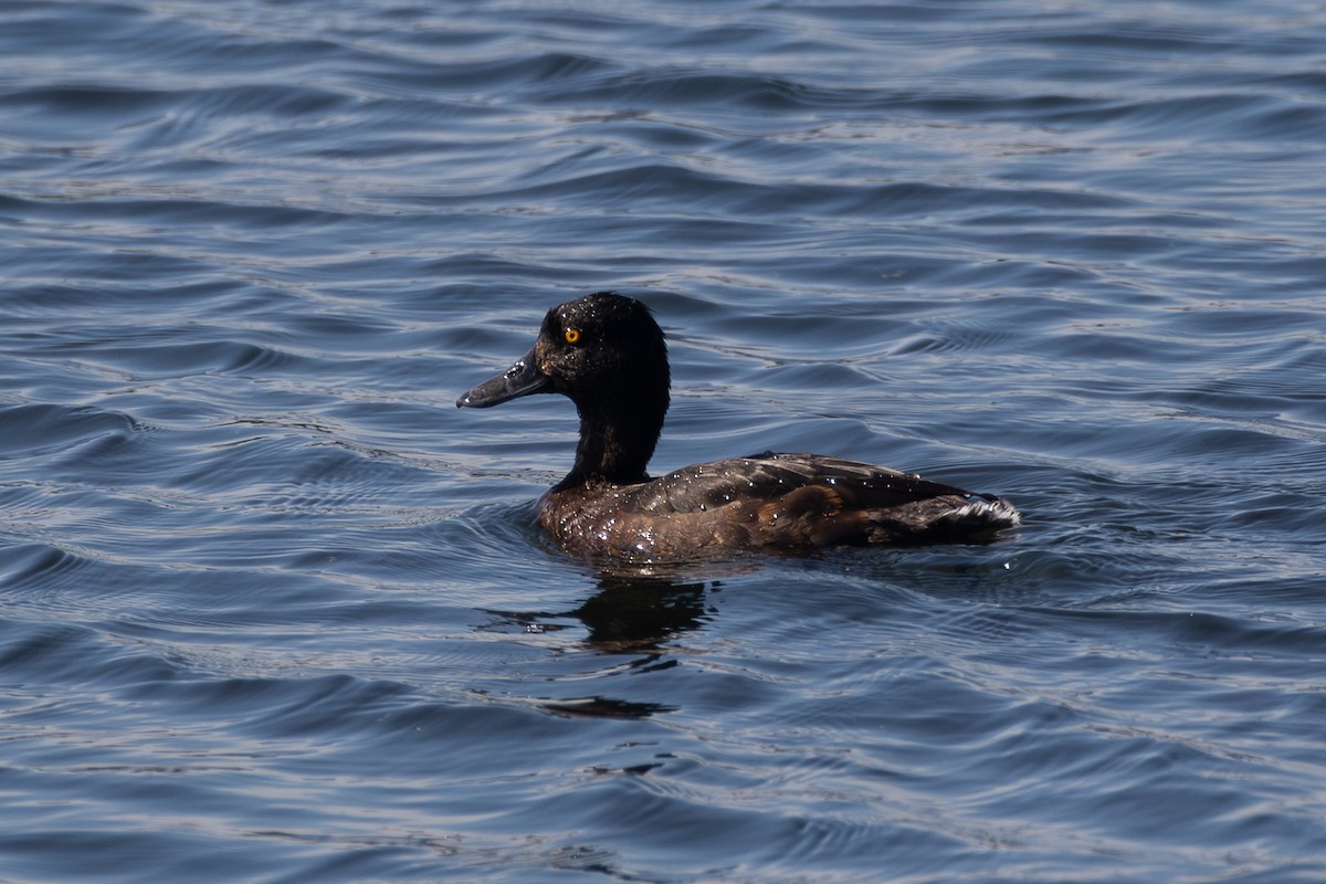 Хохлатая чернеть - ML646284089