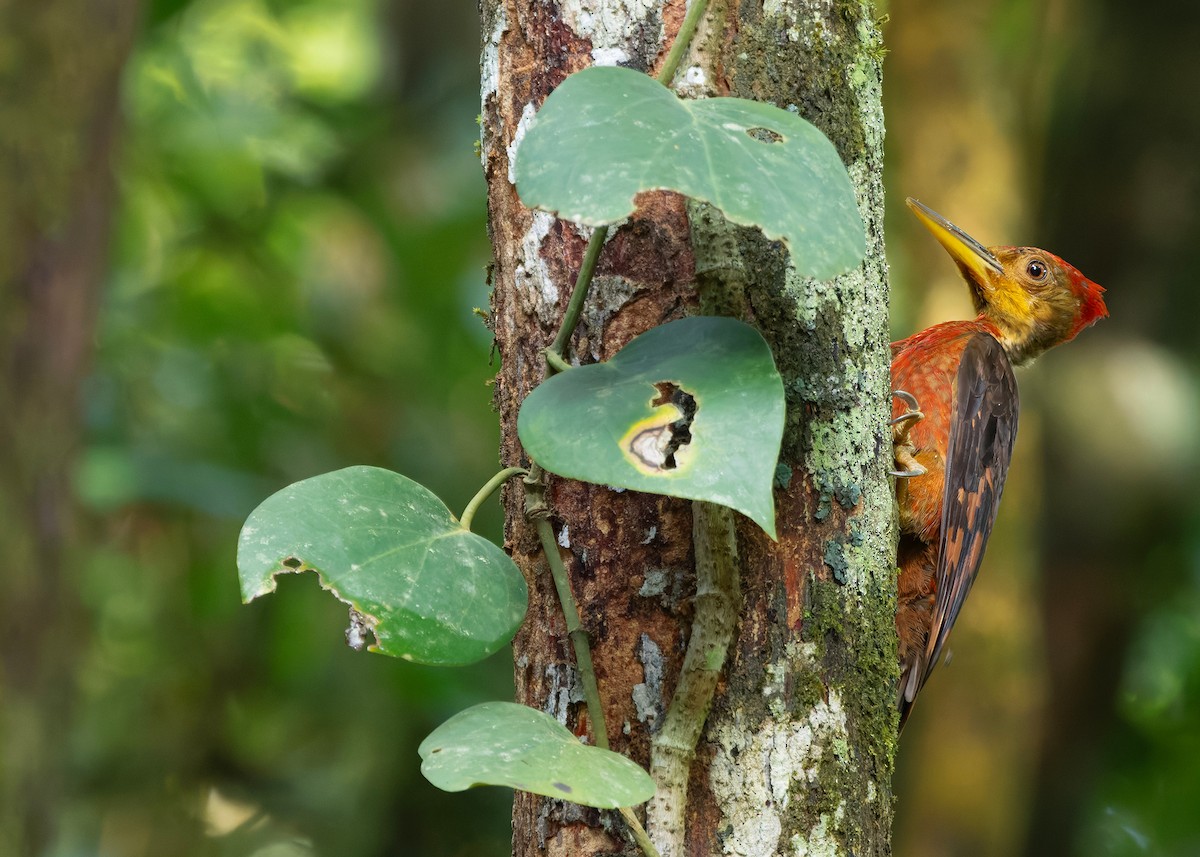 Оранжевоспинный дятел-султан - ML646284091