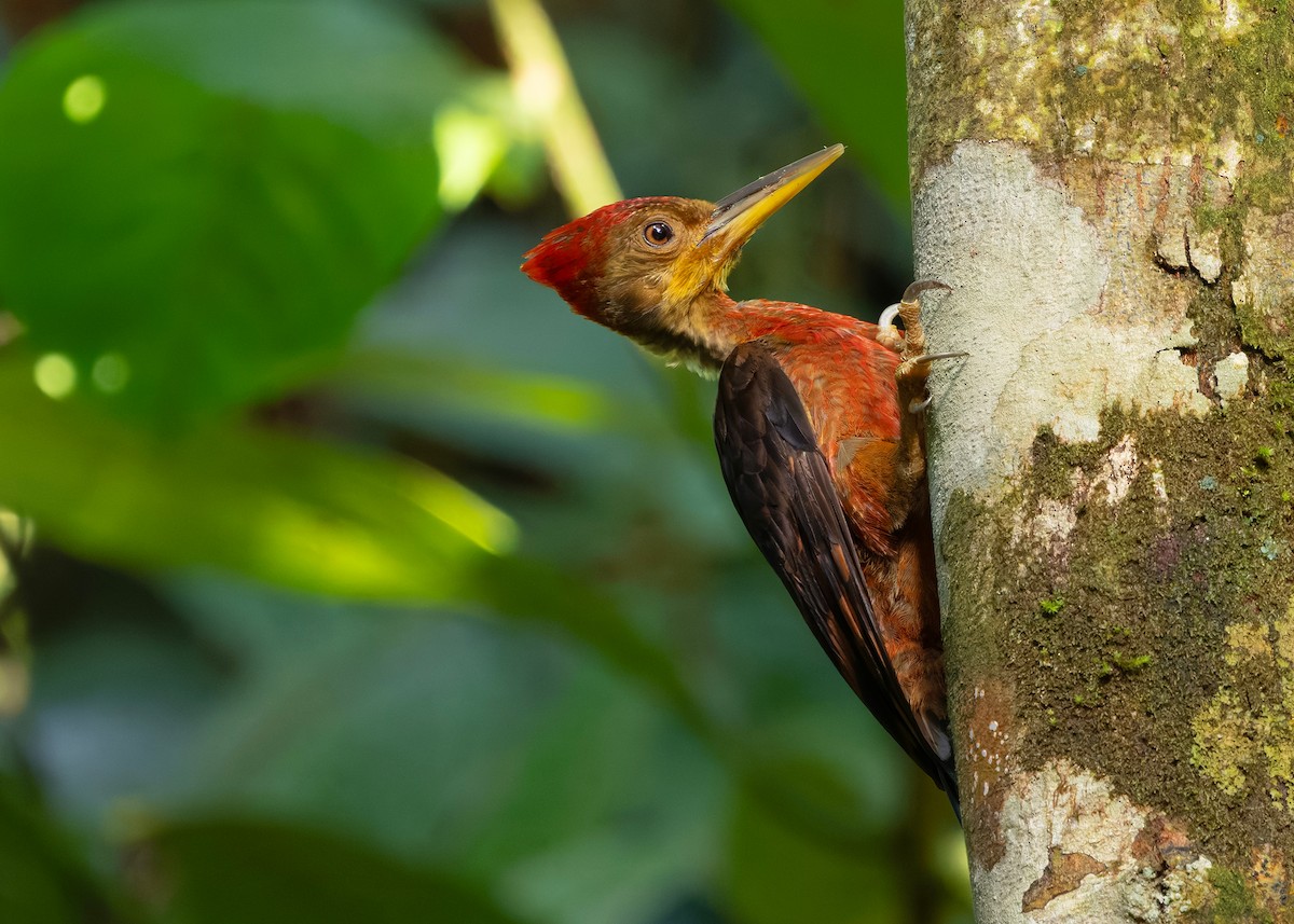 Оранжевоспинный дятел-султан - ML646284092