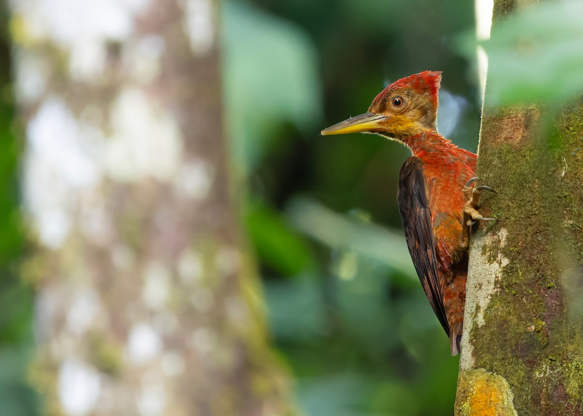 Оранжевоспинный дятел-султан - ML646284094