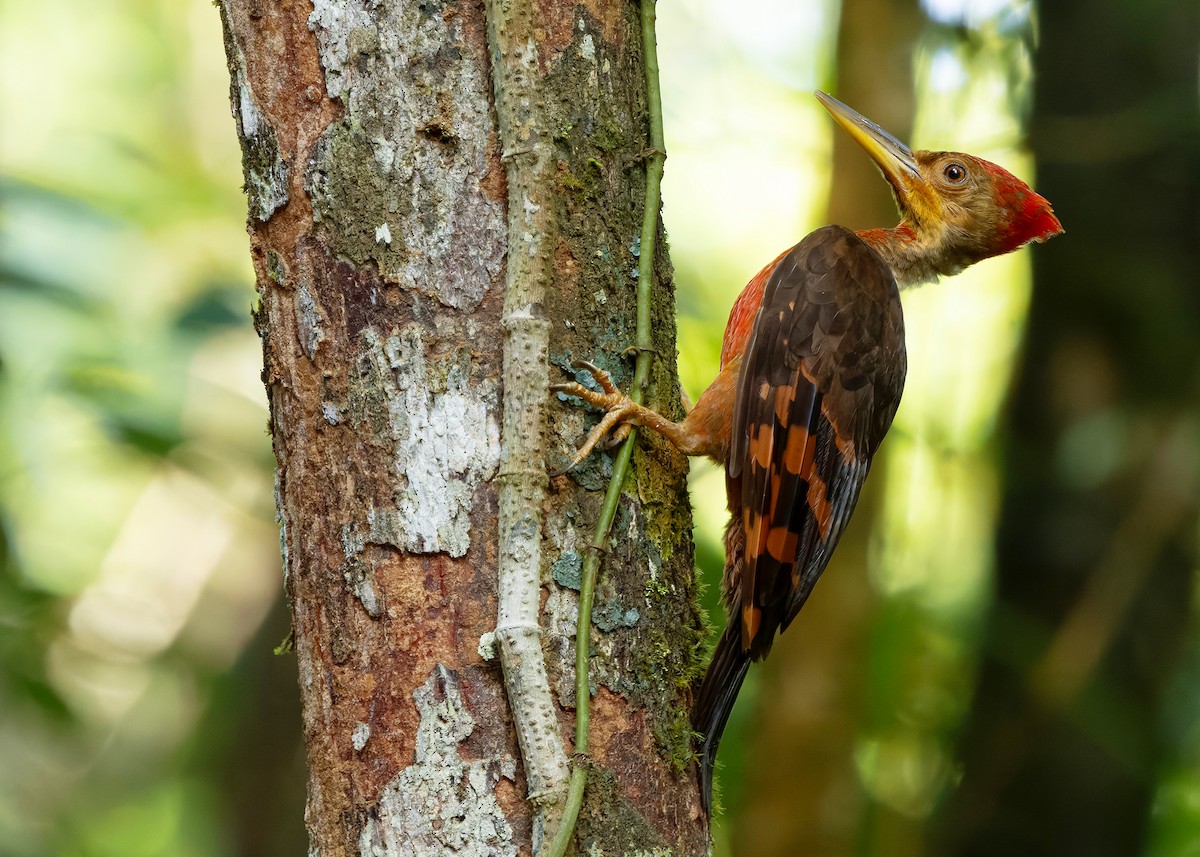 Оранжевоспинный дятел-султан - ML646284097