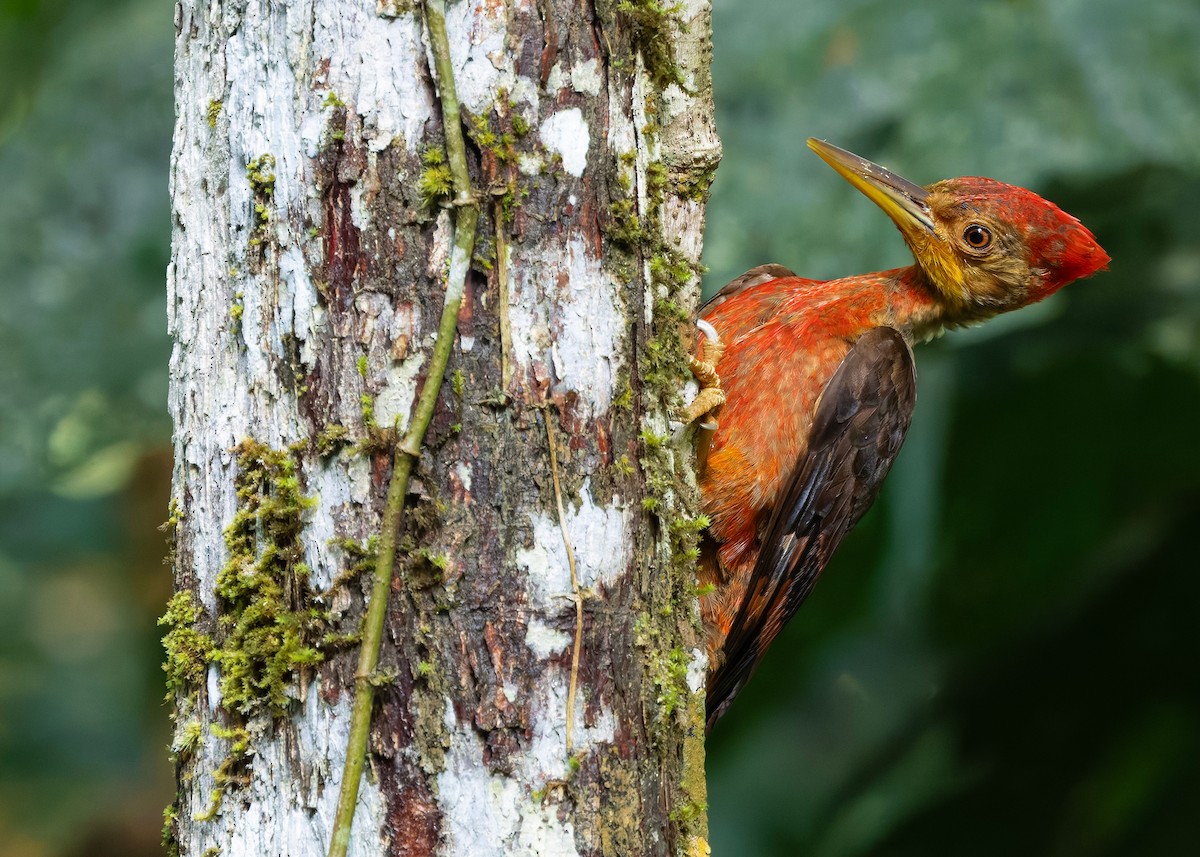 Оранжевоспинный дятел-султан - ML646284099