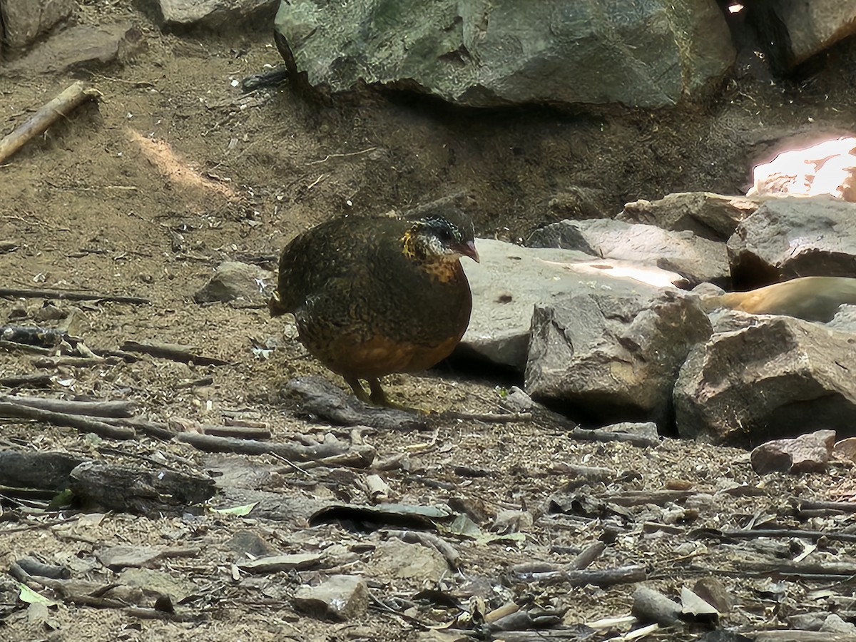 Зеленоногая лесная куропатка - ML646284100