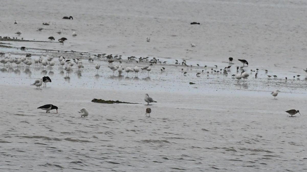 Длинноклювый кулик-сорока - ML646284104