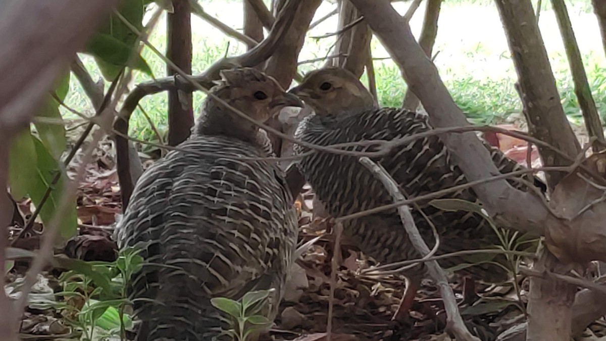 Серый турач - ML646284105