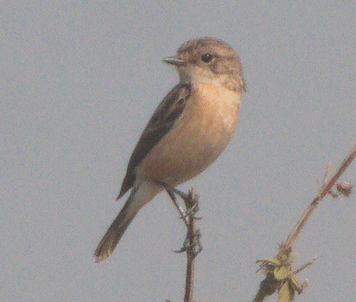 Черный чекан - ML646284106