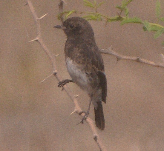 Черный чекан - ML646284107