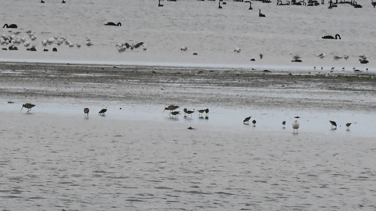 Малый веретенник - ML646284109