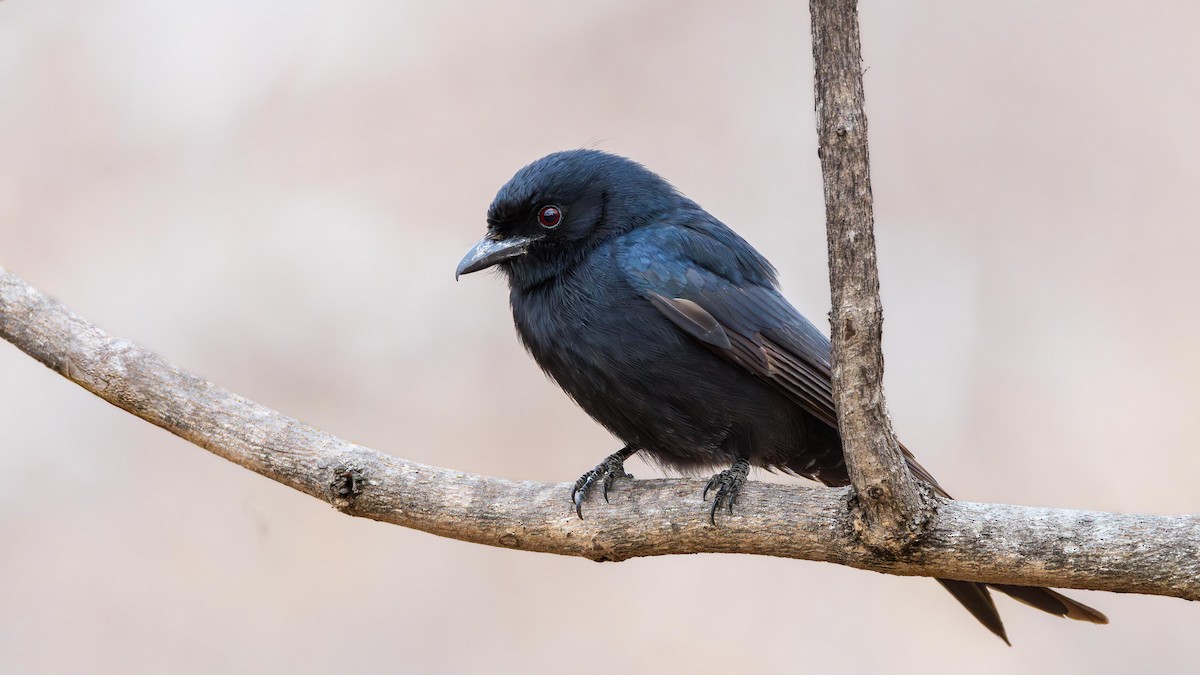 Траурный дронго - ML646284110