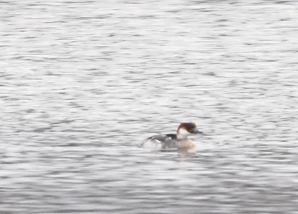 Луток - ML646284116