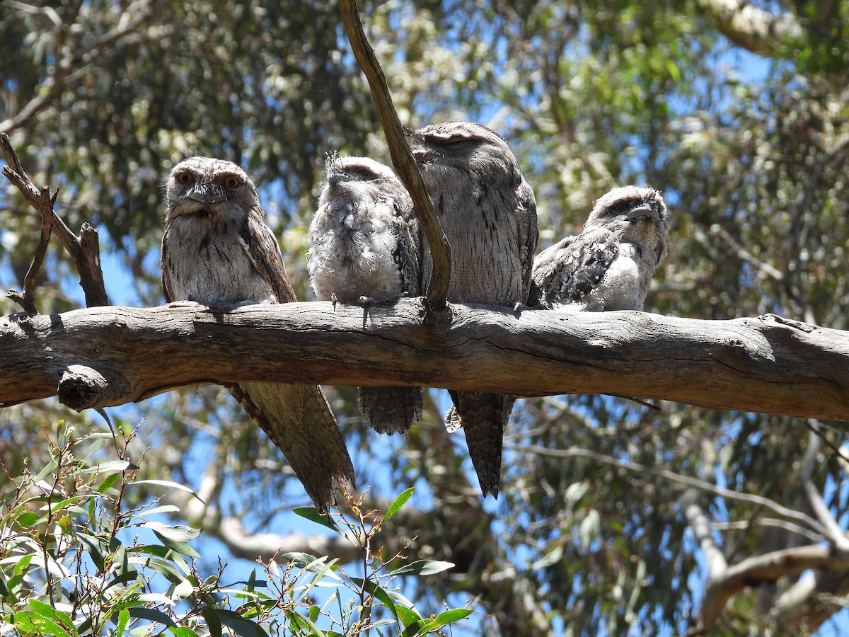 Podargo Australiano - ML646284121