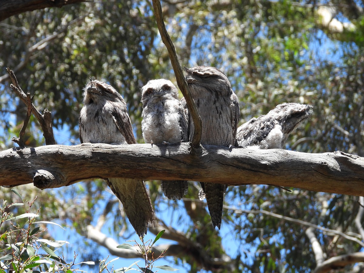 Podargo Australiano - ML646284122