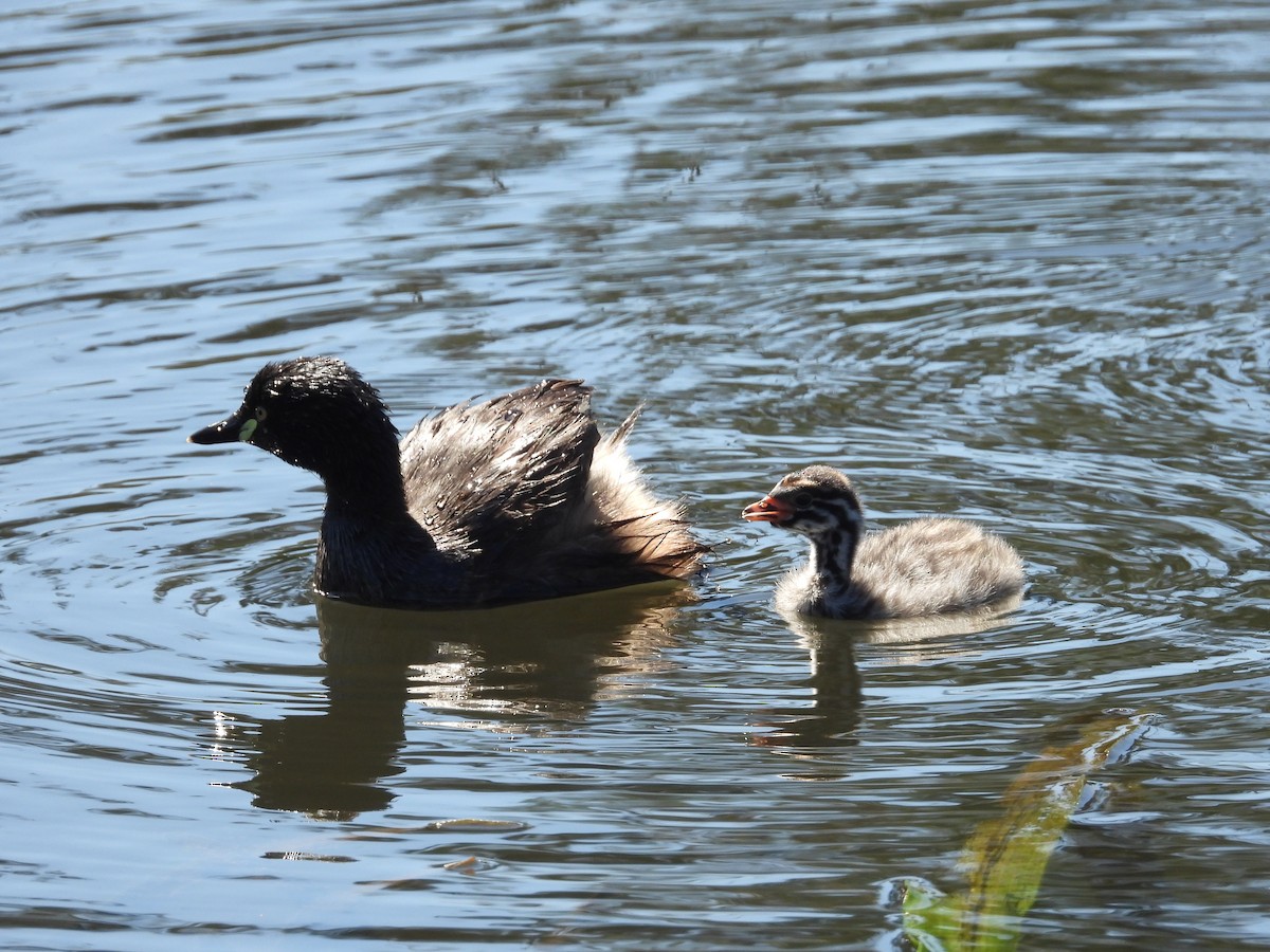 Австралийская поганка - ML646284126