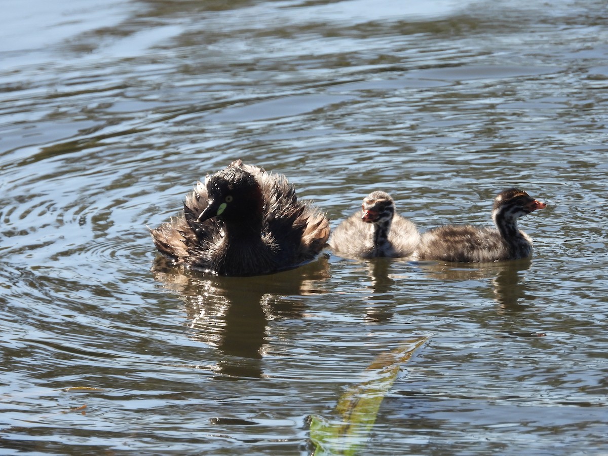 Австралийская поганка - ML646284127